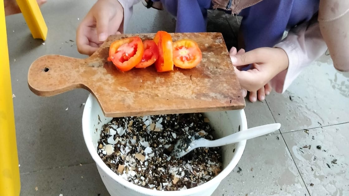 Cara Belajar Menanam Tomat